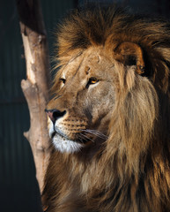 Lion's profile portrait