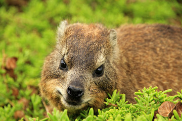 Rock badger, Cape Town, South Africa