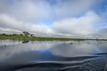 Picture of the landscape in the Okavango delta.