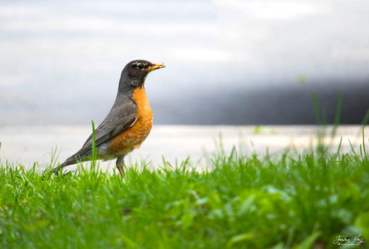 Lovley Bird