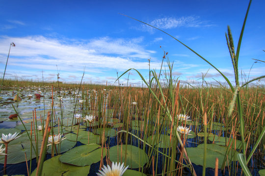 Picture of the landscape in the Okavango delta.
