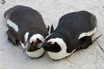 African penguin, Cape town, South Africa