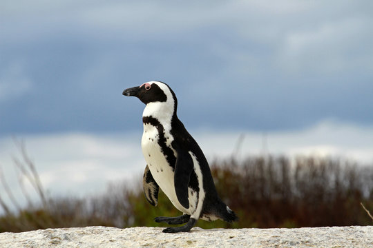African penguin, Cape town, South Africa