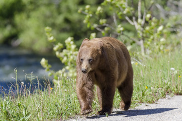 Cinnamon coloured black bear out for a morning stroll by the river, in Waterton Lakes National Park, Alberta, Canada.