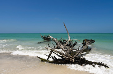 Beautiful Weathered Driftwood