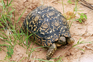African spurred tortoise, Kruger National Park, South Africa