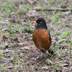 American Robin