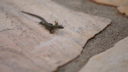 gecko