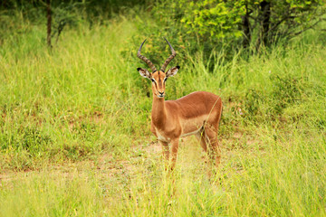 Impala, Kruger National Park, South Africa