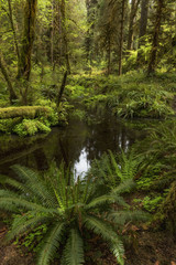 Fototapeta na wymiar Taft Creek, Hoh Rain Forest, Olympic National Park, WA