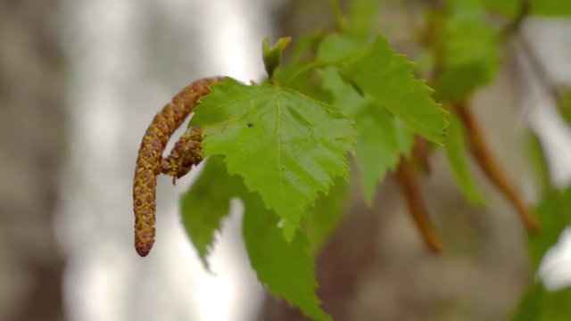 Birch twig with catkins