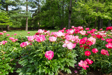 Blooming pink peony flowers in park garden. © volgariver