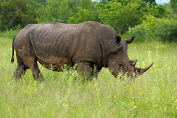 Fototapeta premium White rhinoceros, Kruger National Park, South Africa