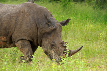 Fototapeta premium White rhinoceros, Kruger National Park, South Africa