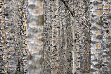 Aspen tree abstract from Glenbow Ranch provincial park, Alberta, Canada