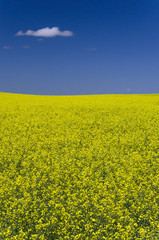 Bright yellow canola field with blue sky and single cloud on a summer day in the Alberta prairies