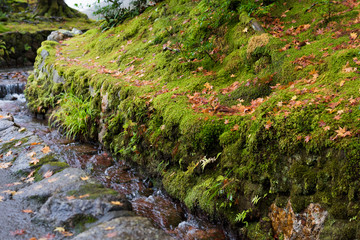 日本の京都　雨の中のしずくと苔　Drop and moss in the Kyoto rain in Japan