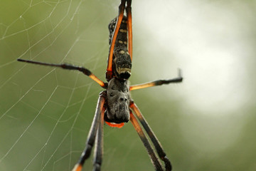 Golden silk orb-weaver spider, Kruger National Park, South Africa