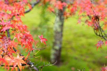 雨の中のカラフルな紅葉　Colorful autumn leaves in the rain