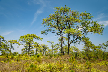 Obraz premium Beautiful pine forest and meadow in Phu Kradung, Thailand.