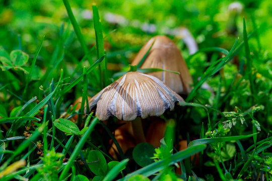 mushrooms the grass photo, edible wild mushrooms poisonous mushrooms