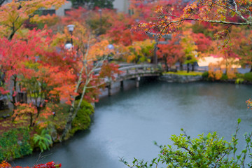 日本の京都　雨の中のしずく紅葉　Drop of autumnal leaves in Kyoto rain in Japan