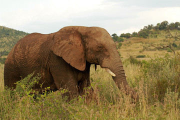 Fototapeta na wymiar African elephant, Pilanesberg National Park, South Africa