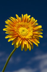 Yellow Gerbera flower against a deep blue sky