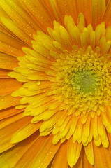 Closeup of a Yellow Gerbera flower with water droplets
