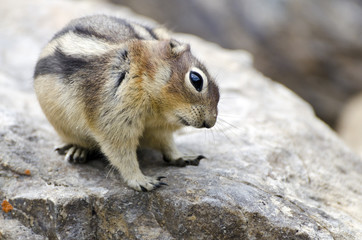 Golden-mantled ground squirrel on a rock in Banff national park, Alberta, Canada
