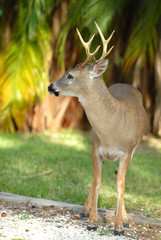 Endangered Key Deer