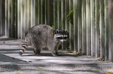 Common raccoon in Stanley Park, Vancouver, BC, Canada