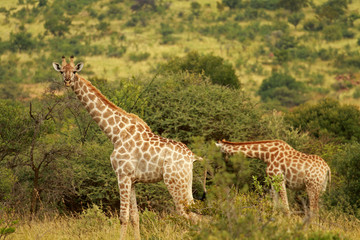 Naklejka na ściany i meble South African giraffe, Pilanesberg National Park, South Africa
