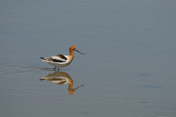 American Avocet