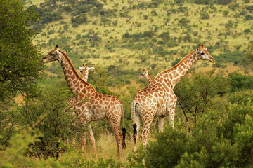 Naklejka premium South African giraffe, Pilanesberg National Park, South Africa