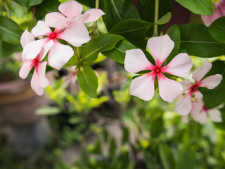 White Pink Vinca Flowers Hanging