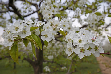 Pear flower