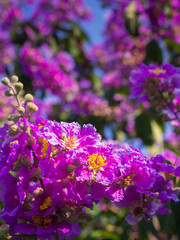 Purple lagerstroemia Flowers Blooming