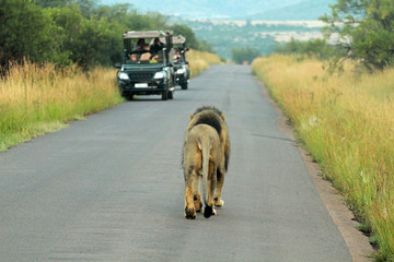 Obraz premium Lion, Pilanesberg National Park, South Africa