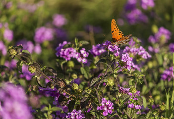 Mariposa
