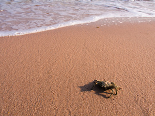 Crab on The Sand in The Beach