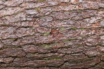 Tree bark texture