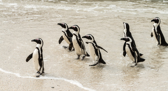 African Penguins (lat. Spheniscus Demersus) at Boulders Beach in Simonstown, South Africa