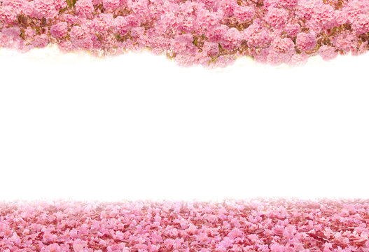 Pink flowers on white background with space for your text