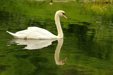 Fototapeta premium Swan, Sun City area, South Africa