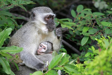 Vervet monkeys, Sun City area, South Africa