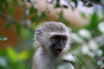 Vervet monkey baby, Sun City area, South Africa