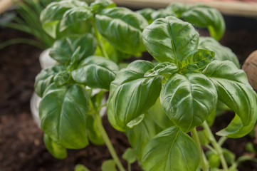 détail basilic dans un jardin potager
