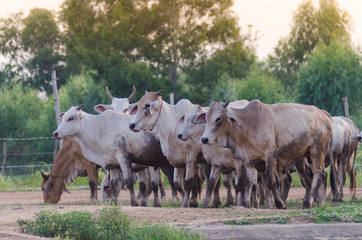 .The herd walked on the street heading for the farm's stable. Evening near dusk