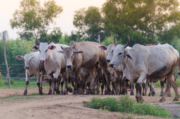 .The herd walked on the street heading for the farm's stable. Evening near dusk